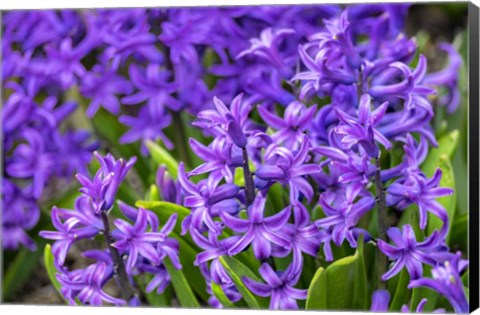 Framed Purple Hyacinth Print