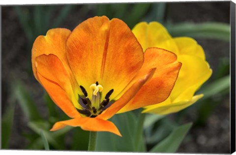 Framed Orange Tulip And Double Daffodil Print