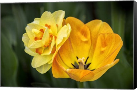 Framed Orange Darwin Hybrid Tulip And Double Daffodil Print