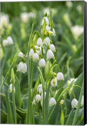 Framed Summer Snowflake Flowers Print