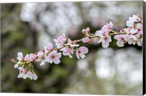 Framed Branch Of Cherry Blossoms Print