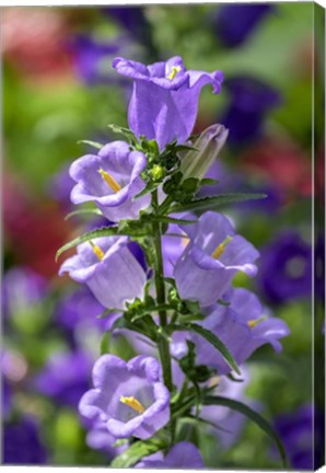 Framed Campanula, Canterbury-Bells Print