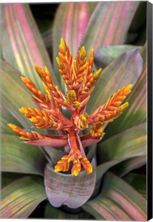 Framed Orange Aechmea Print