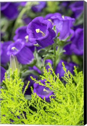 Framed Campanula, Canterbury-Bells Print