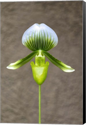 Framed Magnificum Orchid Print