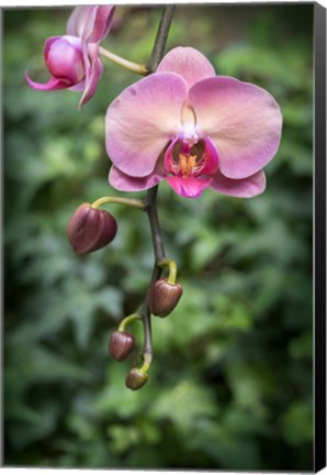 Framed Pink Orchid Print