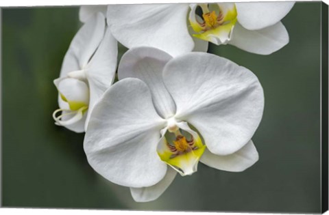 Framed White Orchid Print