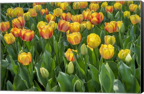 Framed Beauty Of Spring Darwin Hybrid Tulip Print