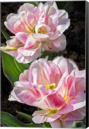 Framed Pink Double Early Tulip Print