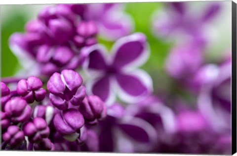 Framed Purple Lilac Print