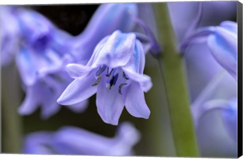 Framed English Wood Hyacinth 1 Print