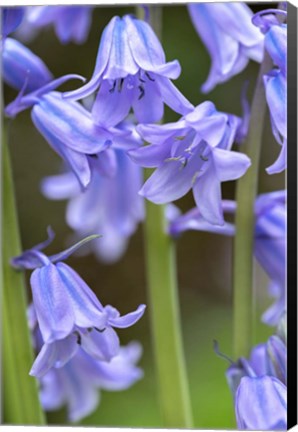 Framed English Wood Hyacinth 2 Print