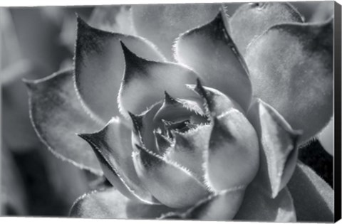 Framed Hens And Chicks, Succulents 1 Print
