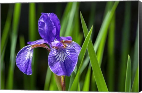 Framed Siberian Iris 2 Print