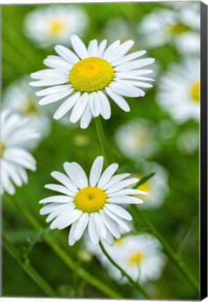 Framed Oxeye Daisy Print