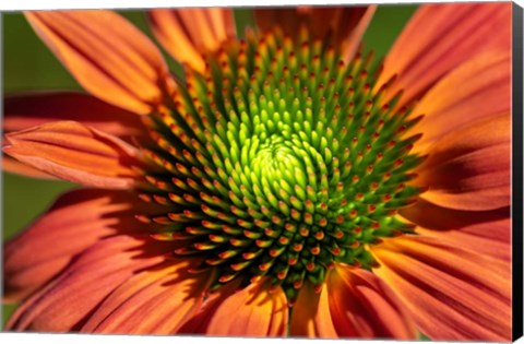 Framed Orange Coneflower Print