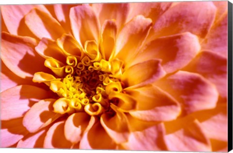 Framed Yellow And Pink Dahlia Print