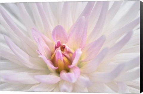 Framed Pink Dahlia B Print