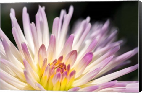 Framed Pink Dahlia C Print