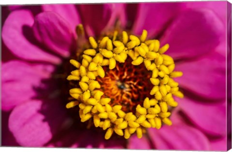 Framed Pink Zinnia D Print