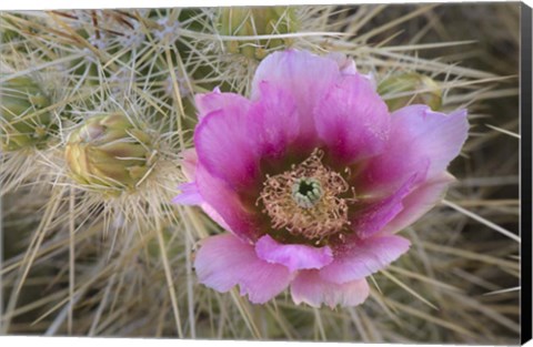 Framed Flowers On Engelmann&#39;s Hedgehog Cactus Print