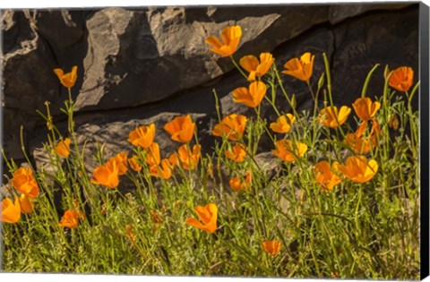 Framed California Poppies In Bloom Print