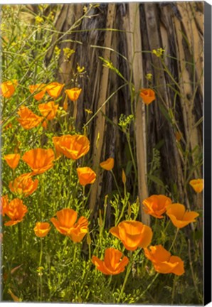 Framed Poppies In Bloom Print