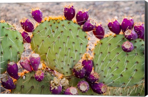 Framed California Prickly Pear Cactus Print