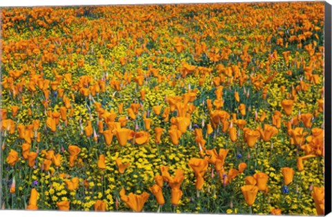 Framed California Poppies And Goldfield Print