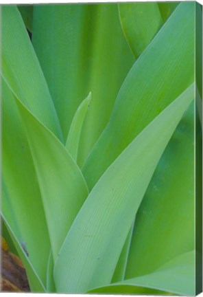 Framed Tropical Foliage Detail 1 Print