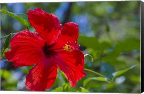 Framed Hibiscus Flower Print