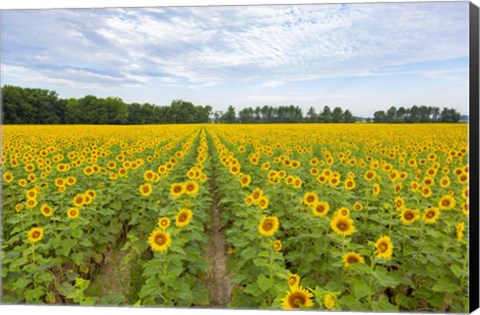Framed Sunflowers In Field Print