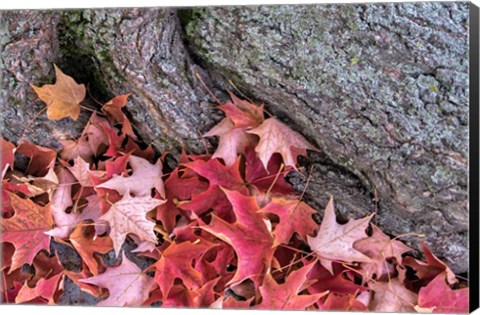 Framed Red Maple Leaves Print