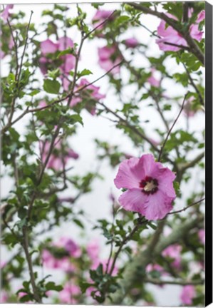 Framed Flowers In Fog Print