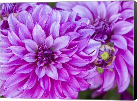 Framed Purple Dahlia Print