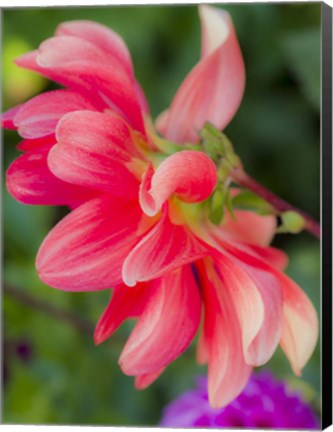 Framed Close-Up Of A Dahlia Print