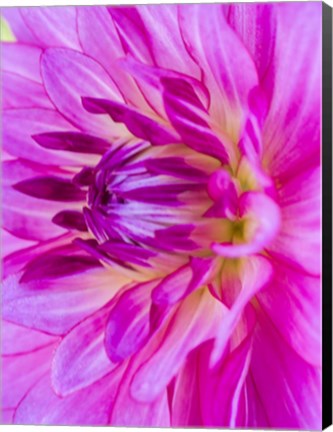 Framed Macro Of A Pink Dahlia Print