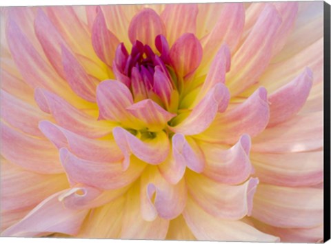 Framed Dahlia Variety Print