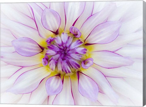 Framed Purple &amp; White Dahlia Print