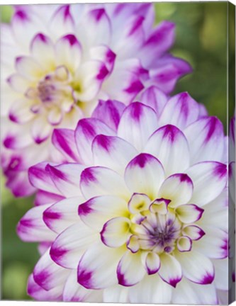 Framed Pair Of Dahlias Print