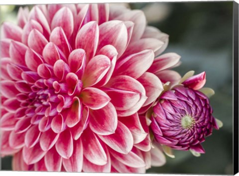 Framed Dahlia With Bud Print