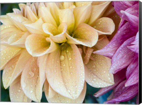 Framed Yellow Dahlia Print