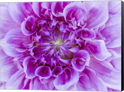 Framed Close-Up Of A Purple Dahlia Print