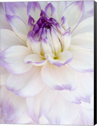 Framed White Dahlia with Purple Edges Print