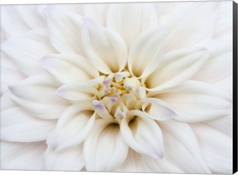 Framed White Dahlia Print