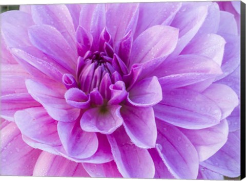 Framed Pretty Pink Dahlia Print