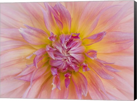 Framed Macro Of A Dahlia Print