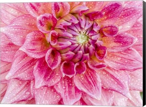 Framed Soft Pink Dahlia Print