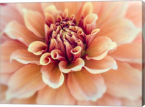 Framed Peachy Dahlia Print