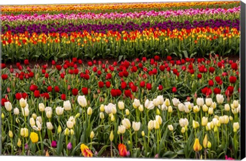 Framed Tulip Field In Bloom Print